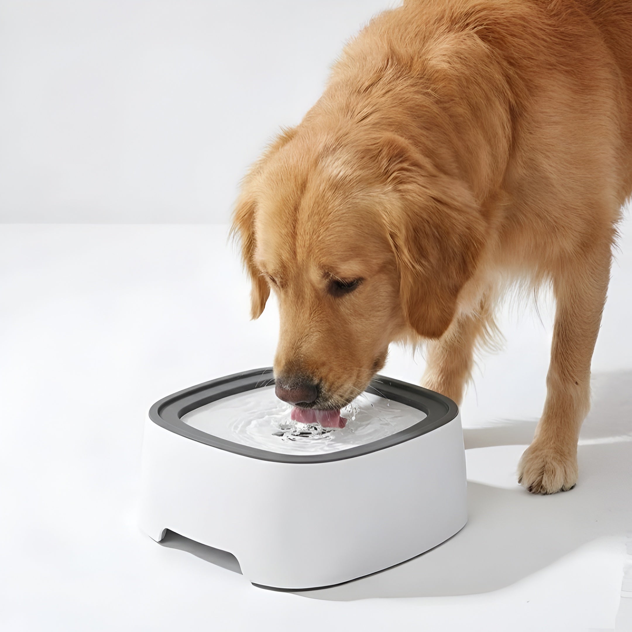 Anti Spill Water Bowl